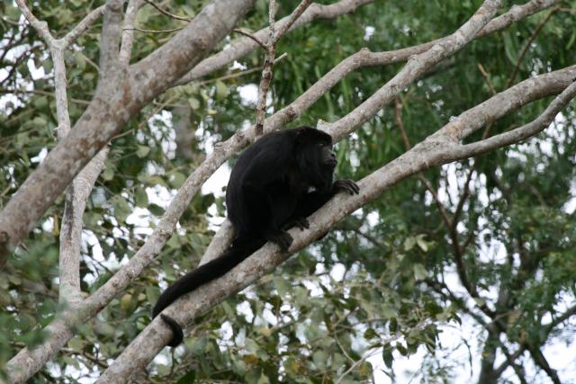 Howler monkey, Cuiaba River