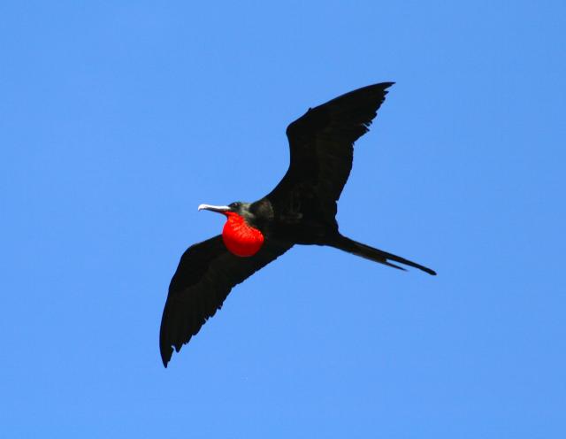 Magnificent Frigatebird, Galapagos