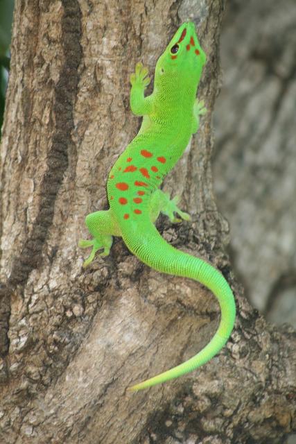 Gecko at Andasibe-Mantadia National Park