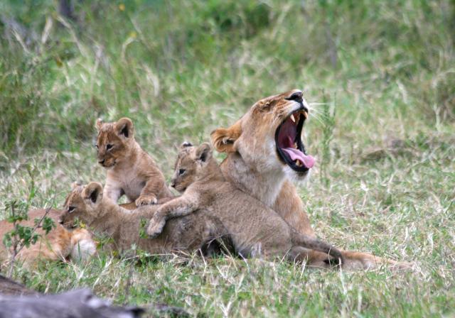 Lioness and cubs, Masai Mara
