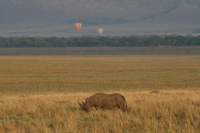 Black rhino in Masai Mara with hot air balloons behind