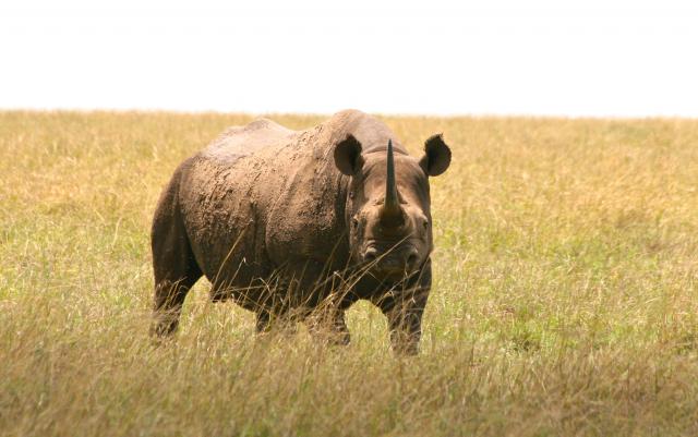 Black rhino in Masai Mara