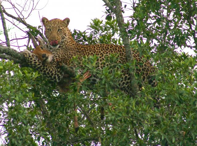 Leopard with kill in tree, Masai Mara