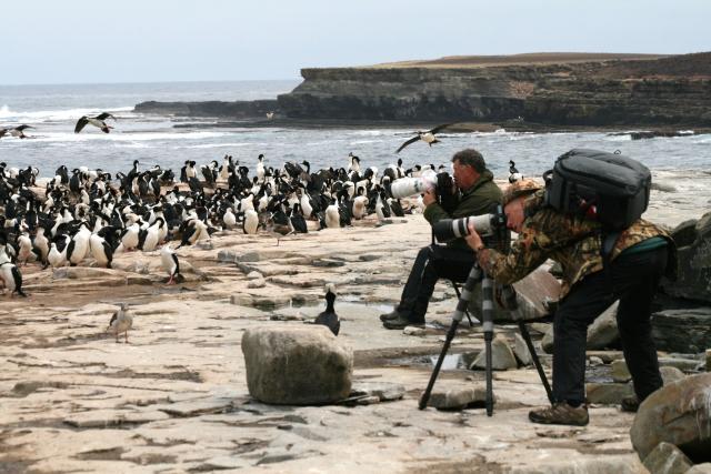 King Cormorant Colony, Falklands
