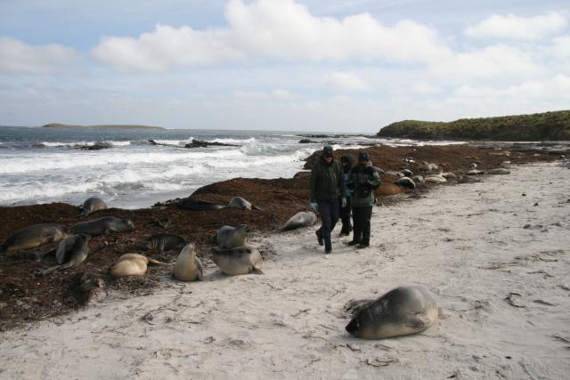 Young Elephant seals, Falkland Islands
