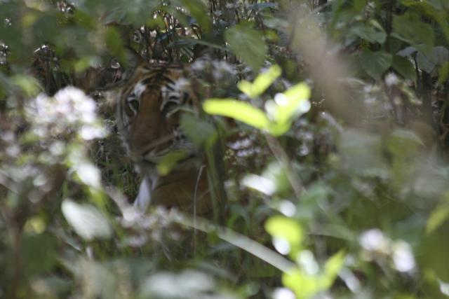 Tiger, Indian National Park