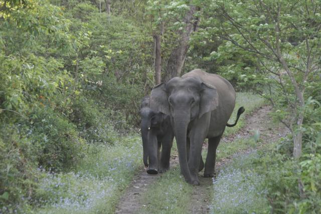 Asian Elephants, Indian National Park