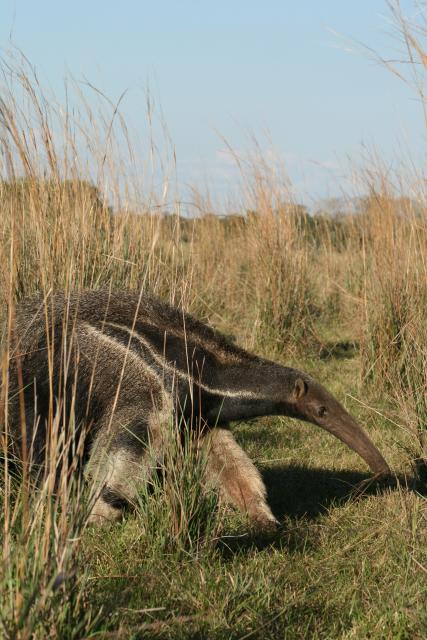 Giant anteater, Baia das Pedras