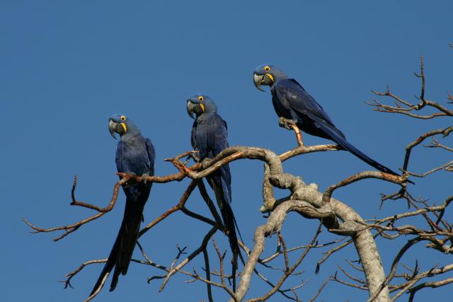 Hyacinth macaws at Baia das Pedras