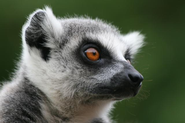 Ring-tailed lemur at Berenty