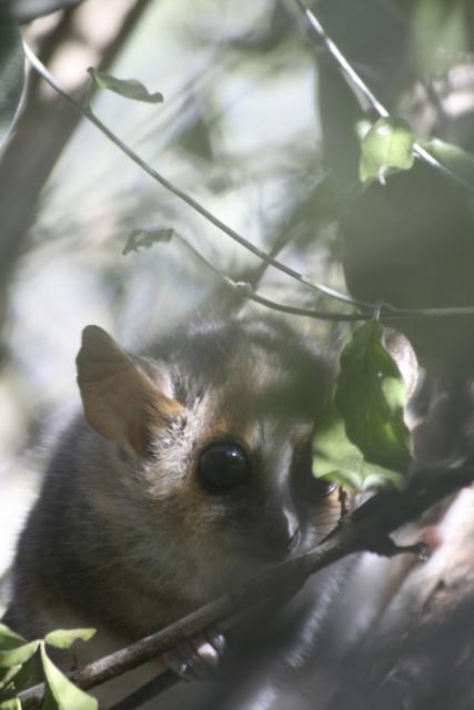 Mouse lemur - World's smallest primate in Berenty