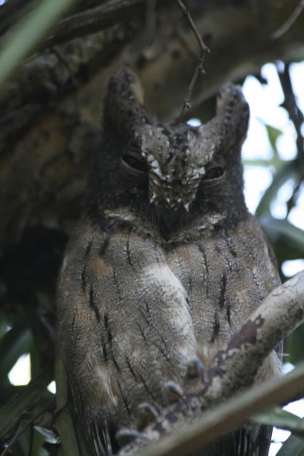 Madagascar Scops owl