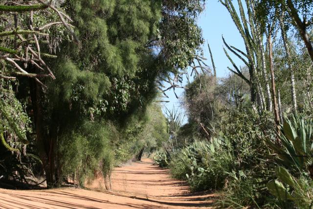 Spiny desert trail in Berenty
