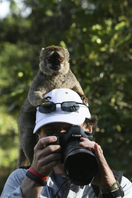 Brown lemur and friend