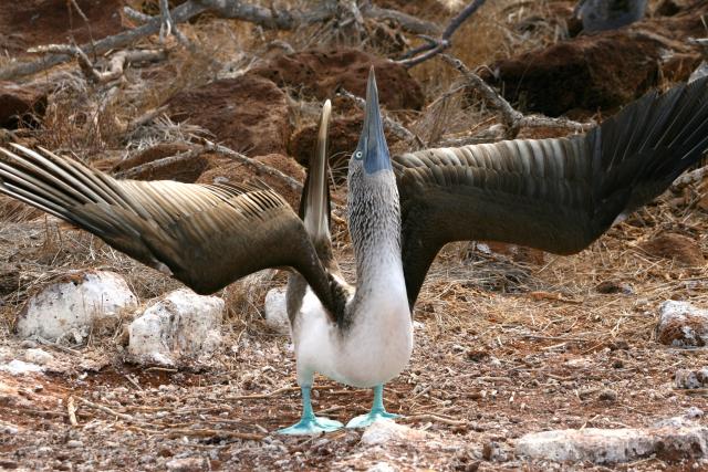 Blue-footed booby, Galapagos