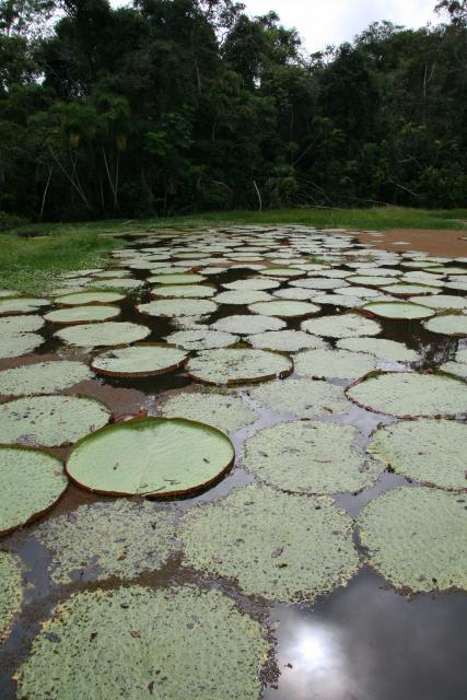 Giant Lily-Pads on the Amazon River