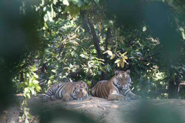 Tigers, Indian National Park