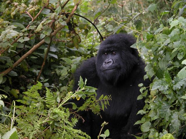 Mountain gorilla emerges from vegetation