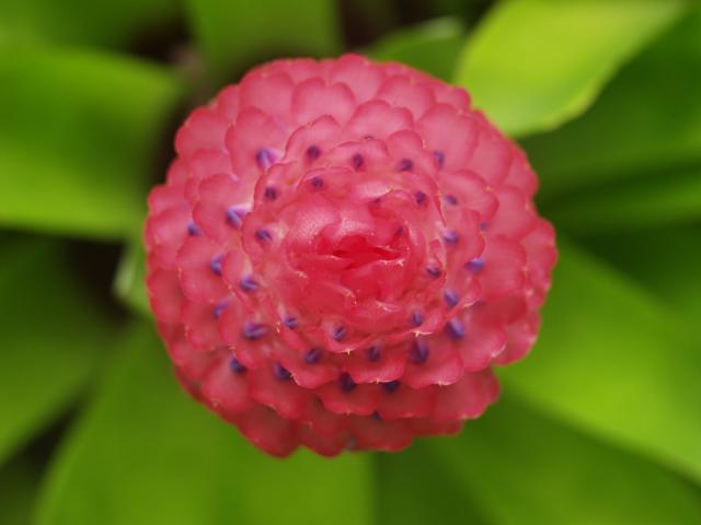 Bromeliad Bloom