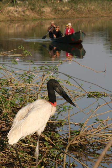 Jabiru stork, Pantanal