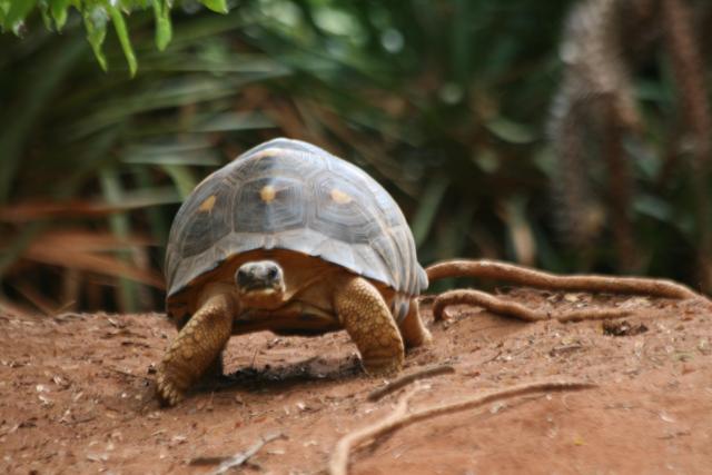 Radiated tortoise at Berenty