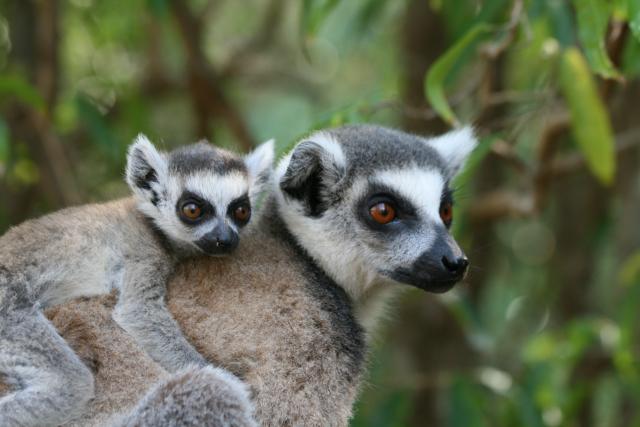 Ring-tailed lemurs at Berenty