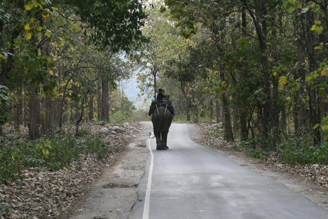 Elephant on road, India