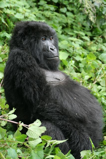 Mountain gorilla female relaxes
