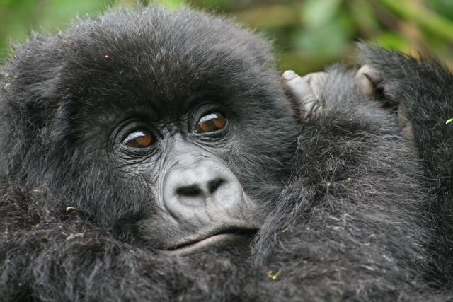 Mountain gorilla youngster
