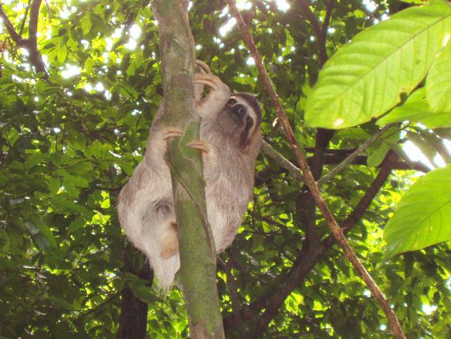 Three-toed sloth, Amazon