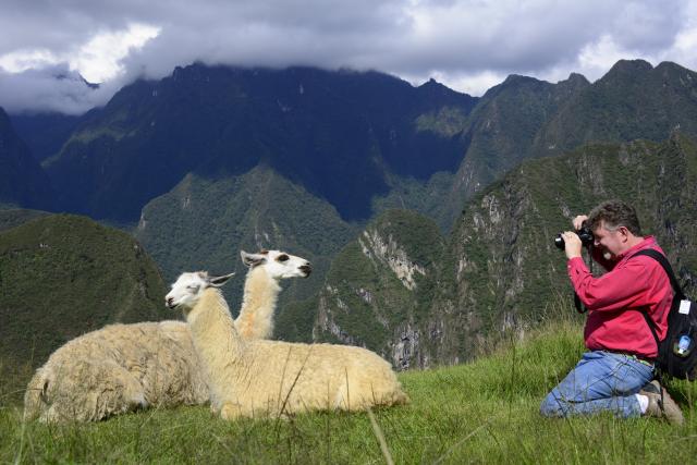 Llamas, Machu Pichu