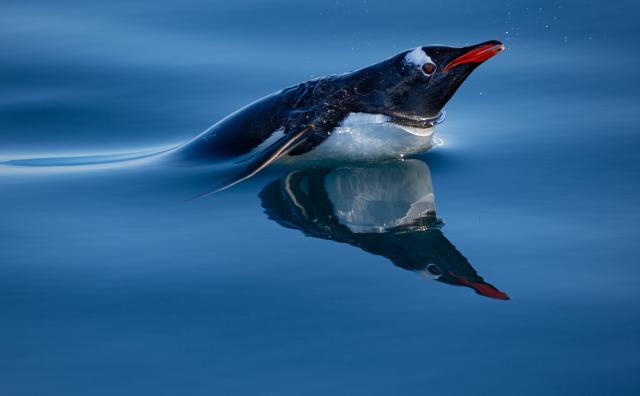 Gentoo penguin in Antarctica