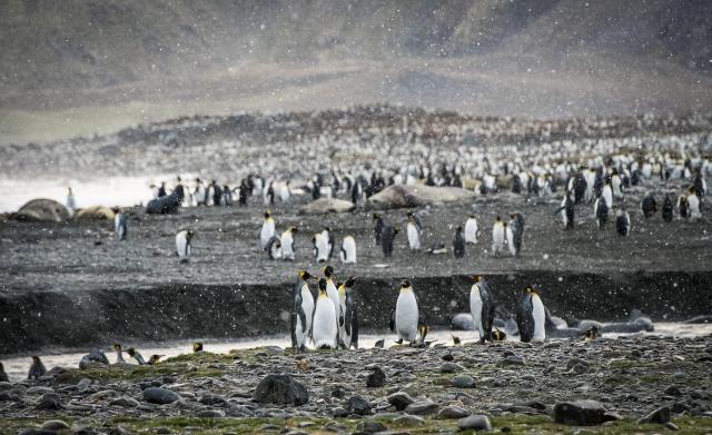 King penguins, South Georgia
