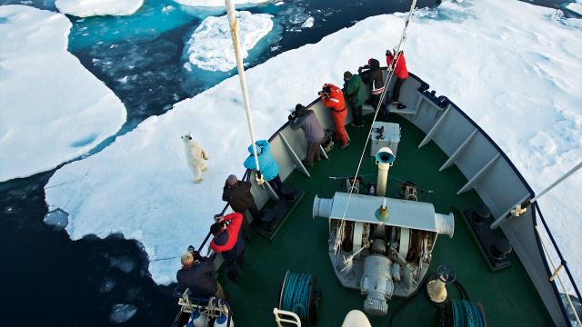 Polar bear next to M.S. Sjoveien, Svalbard