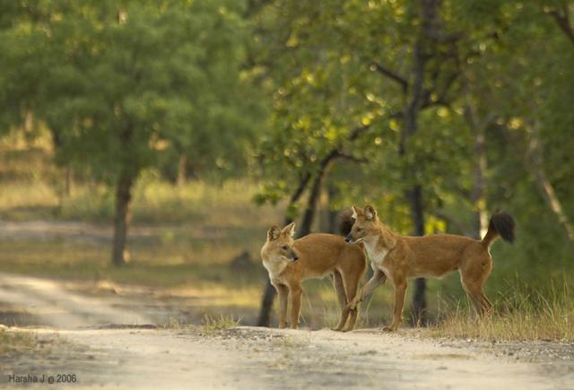Dhole (Indian wild dogs)