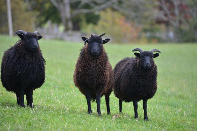Hebridean Sheep, Isle of Harris