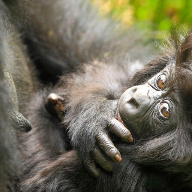 Mountain Gorilla