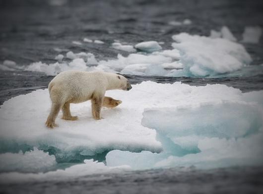 Polar bear photographed by Ged Caddick of Terra Incognita Ecotours