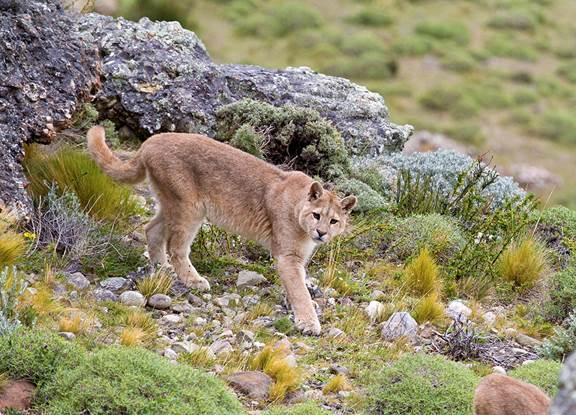 Puma, Torres del Paine