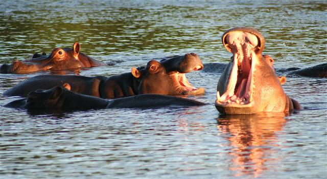 Hippo pool, Kruger