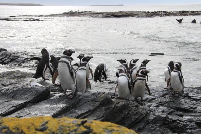 Magellanic penguins