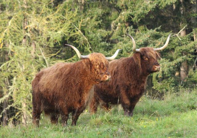 Highland cows, Scotland