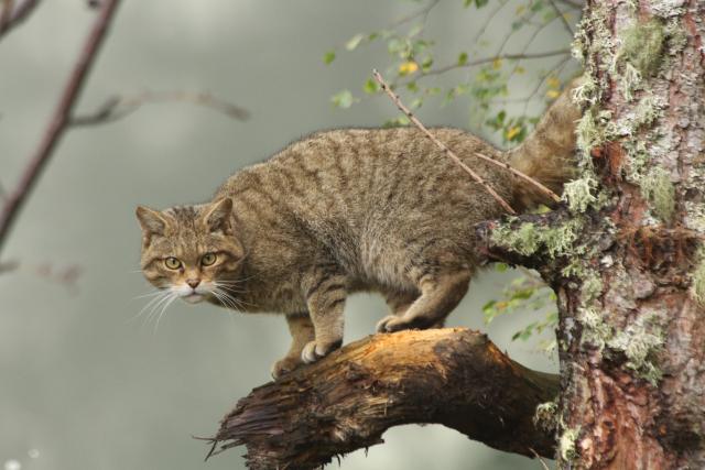 Scottish Wildcat, Scotland