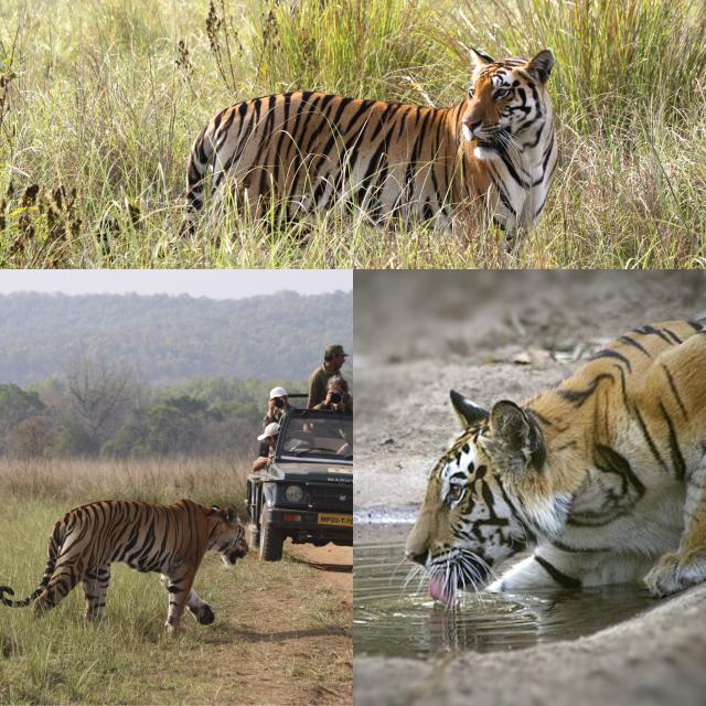 Bengal Tigers photographed in India on Terra Incognita Ecotours