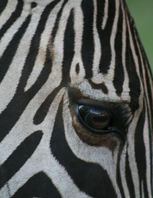 Zebra, Victoria Falls