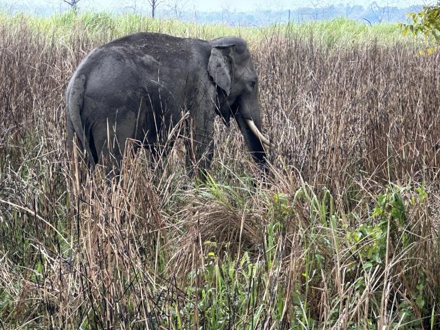 Asian elephant at Kaziranga National Park, Assam