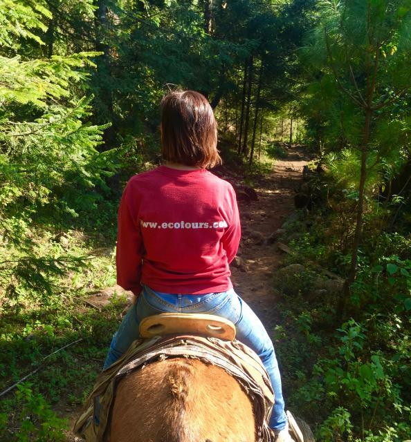 Horseback ride to Monarch butterfly sanctuary, Mexico