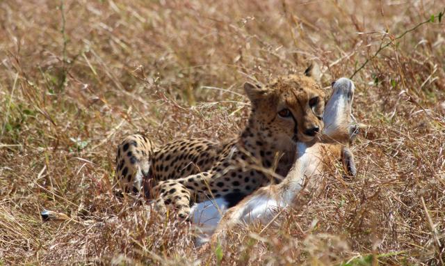 Cheetah, Kruger National Park