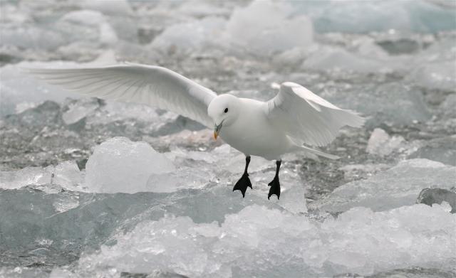 Ivory gull in Svalbard