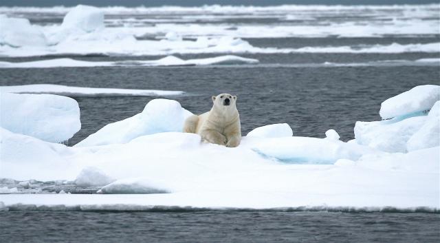 Polar bear on sea ice in Svalbard
